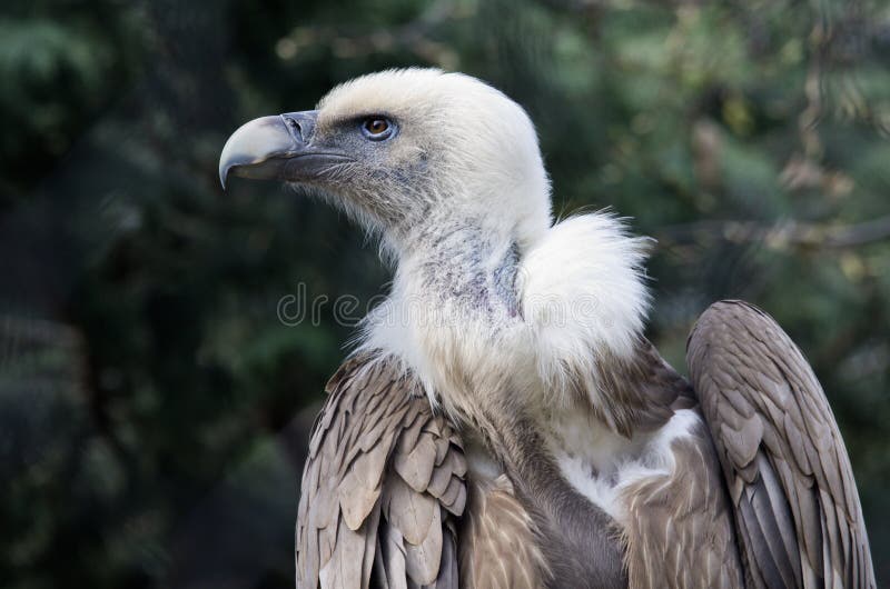 Snow Vulture Gyps Himalayensis Stock Photo - Image of nature, snow ...