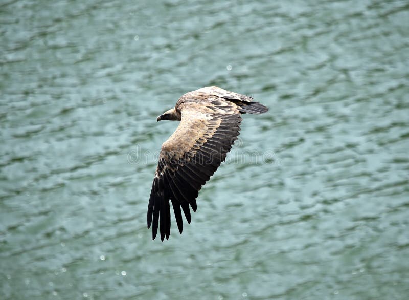 Vulture in Spain Flying in the Sky Stock Image - Image of animal, prey ...