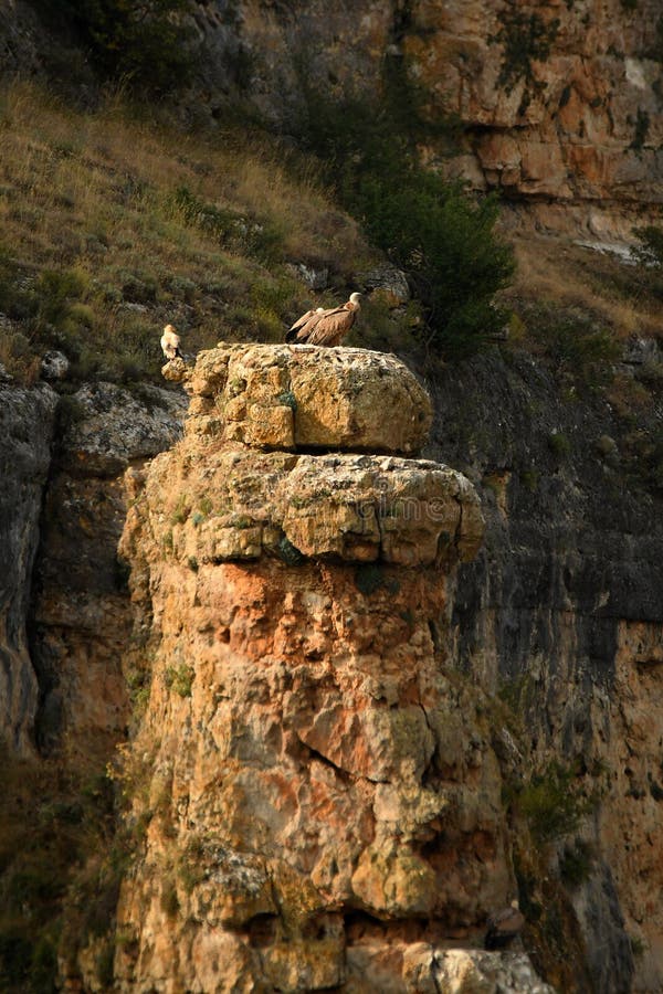 Vulture territory in Soria. Spain