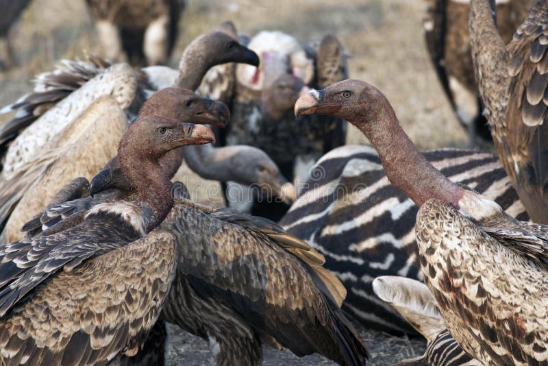 Vultures cut up caracasses of zebra, fight for food, Serengeti. Wildlife in Tanzania