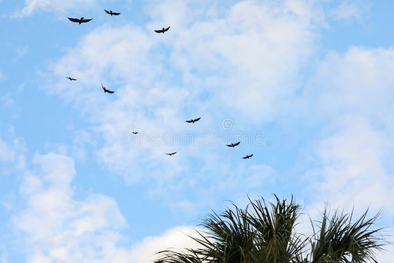 Vultures also known as Snow Birds arrive in South Florida