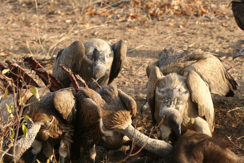 Vultures after a buffalo kill