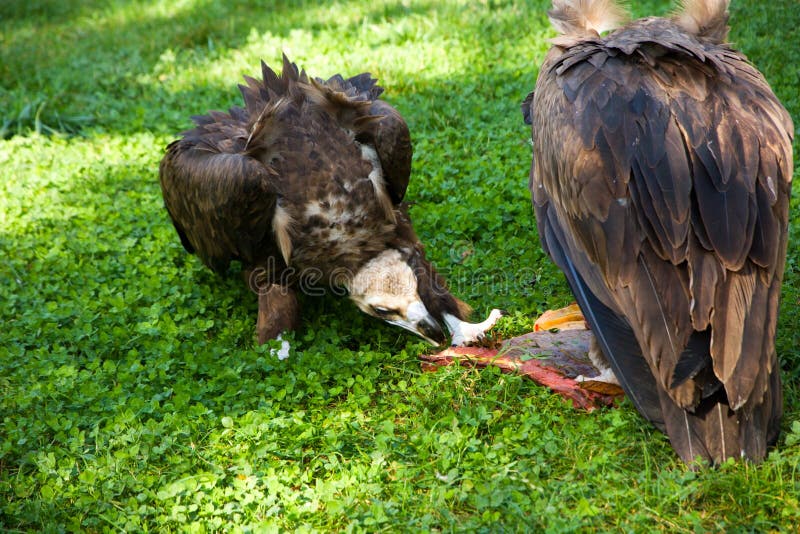 Vultures eat carrion stock image. Image of faced, grass 61426425