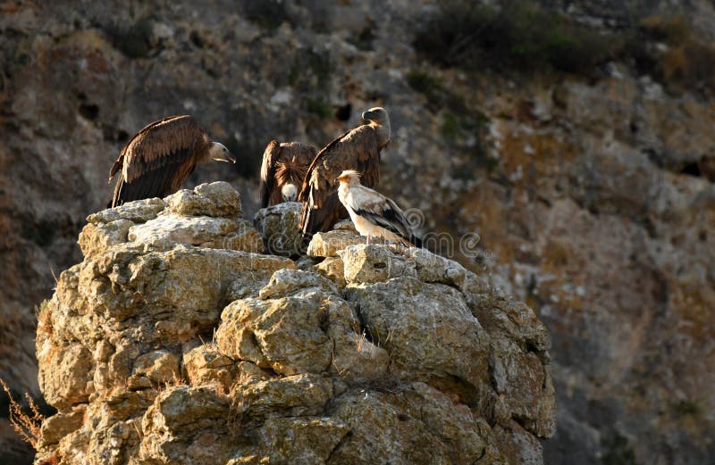 Vultures and Egyptian Vulture in the Sierra De Soria. Stock Image ...