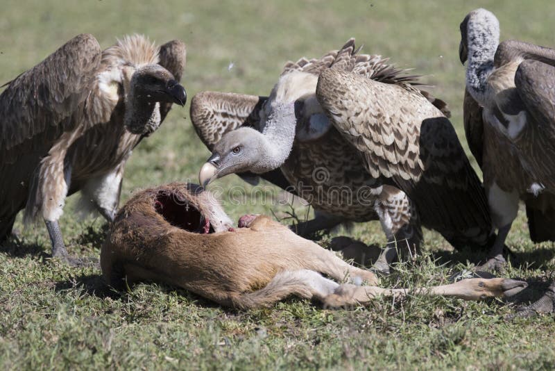 Vultures Feeding on a Wildebeest Calf Carcass Stock Image Image of