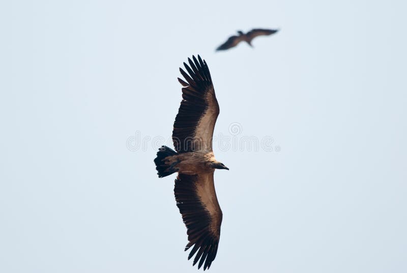 Vultures flying stock photo. Image of tree, wings, animals 5336104