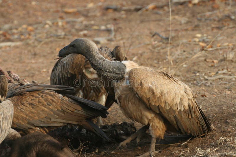 Vultures after the kill