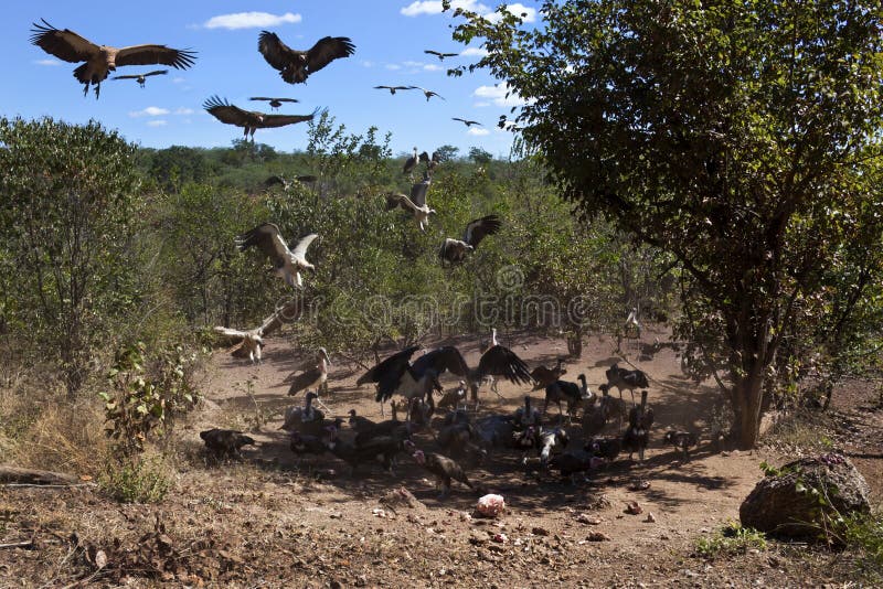 Vultures at a kill - Zimbabwe