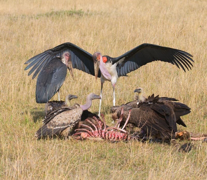 Vultures and marabou feedind, masai mara, kenya