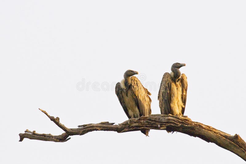 vultures-pair-basking-morning-91327627.jpg