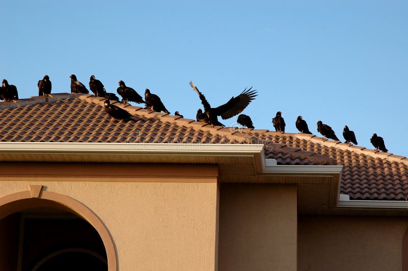 Vultures on Rooftop