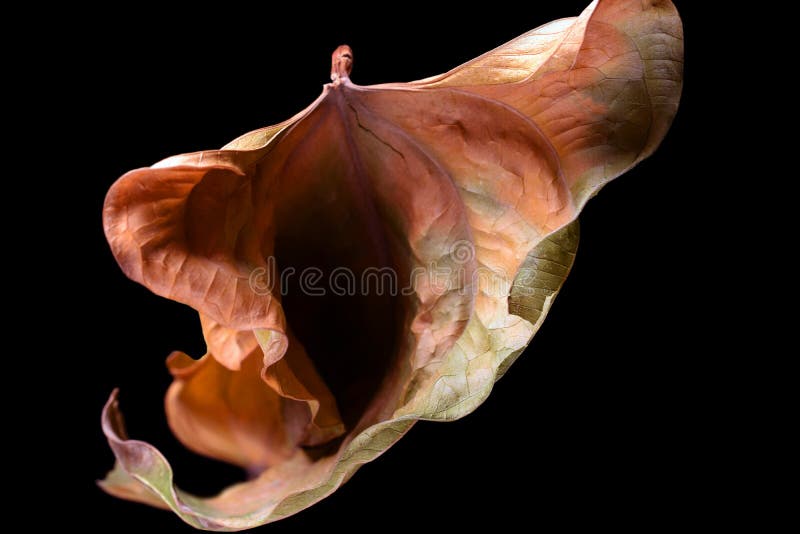 Vulva shape leaf royalty free stock photography