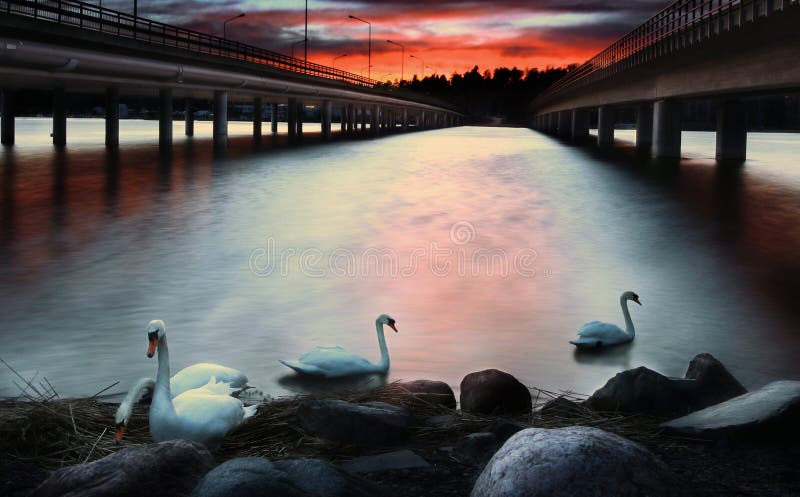 Vuosaari bridges with swans, Helsinki