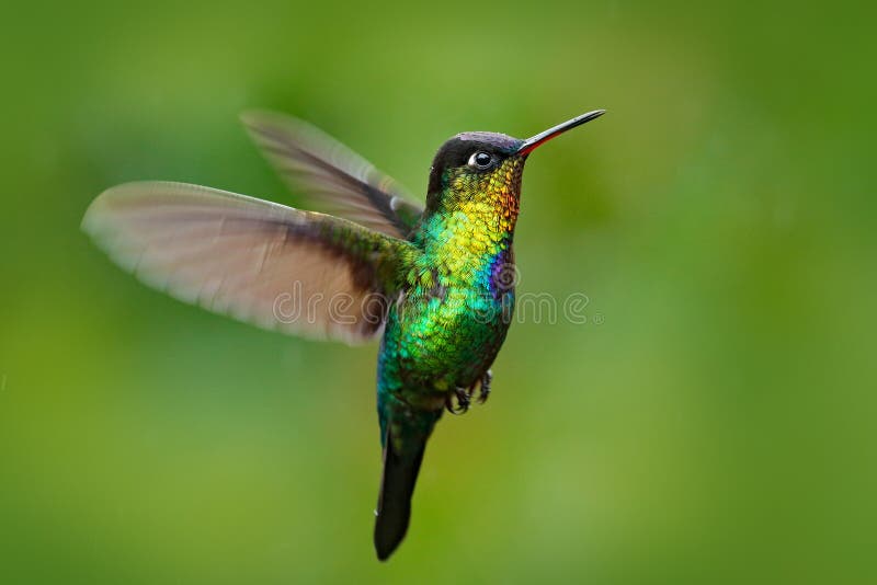 Vurig-Throated Kolibrie, Panterpe-insignis, glanzende kleurenvogel in vlieg De actiescène van de het wildvlucht van tropische bos