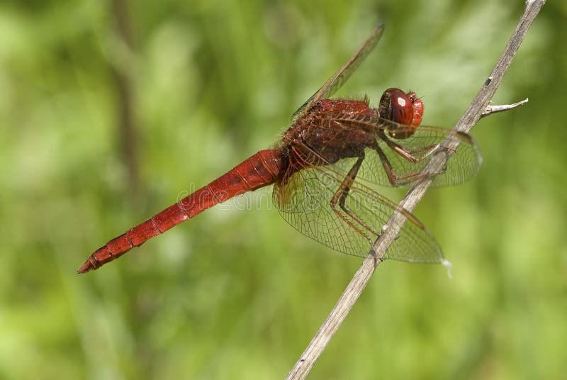 Vuurlibel, Szeroki szkarłat, Crocothemis erythraea zdjęcie stock Vuurlibel, Szeroki szkarłat, Crocothemis erythraea zdjęcie stock