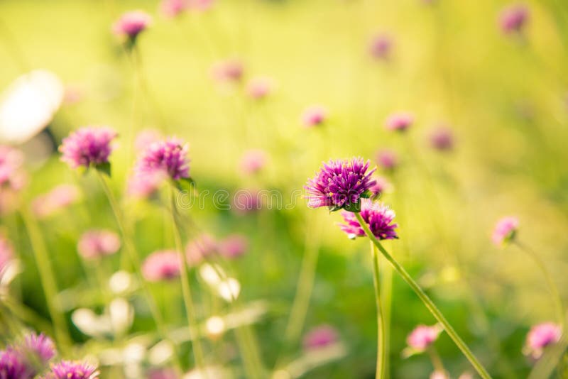 Vuurwerkbloem Violette bloem in het harde zonlicht royalty-vrije stock afbeelding Vuurwerkbloem Violette bloem in het harde zonlicht royalty-vrije stock afbeelding