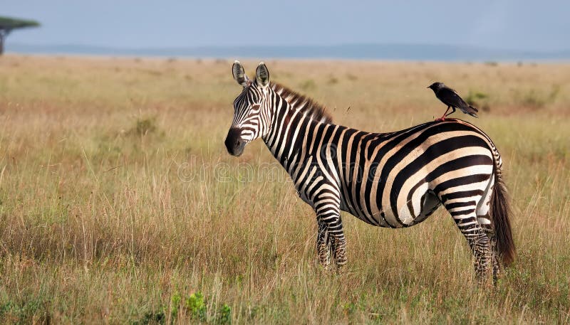 Vuxen Burchells zebra med vårtstare: majestätiska ränder och livlig fågelkompis mot den fridfulla afrikanska savannen vid vektor illustrationer
