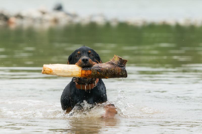 Adult Male Rottweiler Playing In The River With An Stump. Adult Male Rottweiler Playing In The River With An Stump