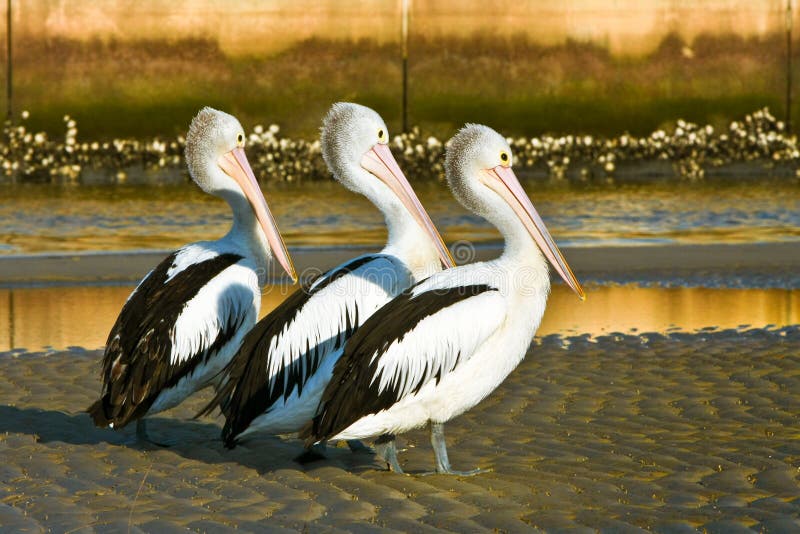 vuxna australiensiska strandpelikan tre arkivbilder vuxna australiensiska strandpelikan tre arkivbilder