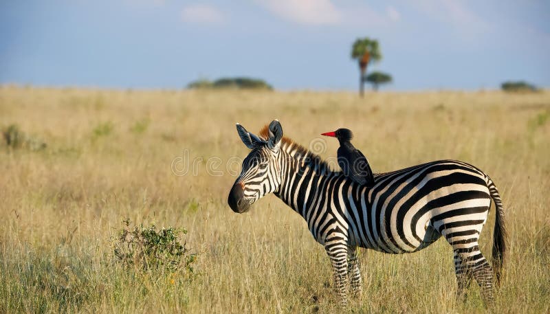 Vuxen Burchells Zebra med vårtstare: Majestätisk vildlivsögonblick på afrikansk savann vid solnedgången, majestätiskt belysande royaltyfri illustrationer