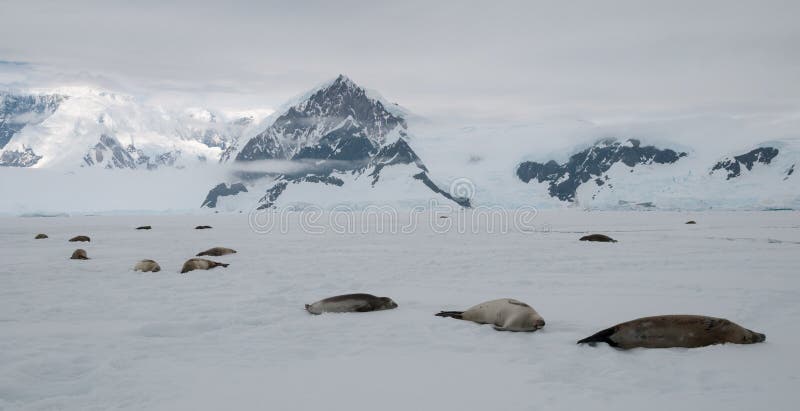 Seals lying on fast-ice in front of mountains in Antarctica. Seals lying on fast-ice in front of mountains in Antarctica