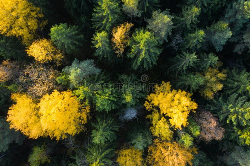 Vy över höstskogsantenn Färgträd uppifrån Fallscen Gul träd i grön tallskog Vivid höstlandskap