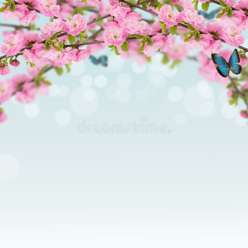 Vykortet med den nya vårblomningbusken och tömmer stället för y arkivfoto Vykortet med den nya vårblomningbusken och tömmer stället för y arkivfoto