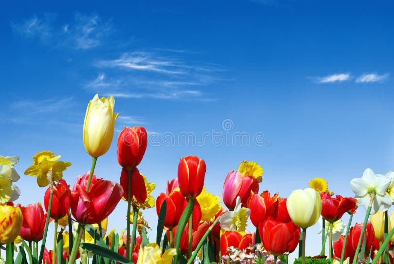Várias flores de primavera em direção ao céu azul fotografia de stock