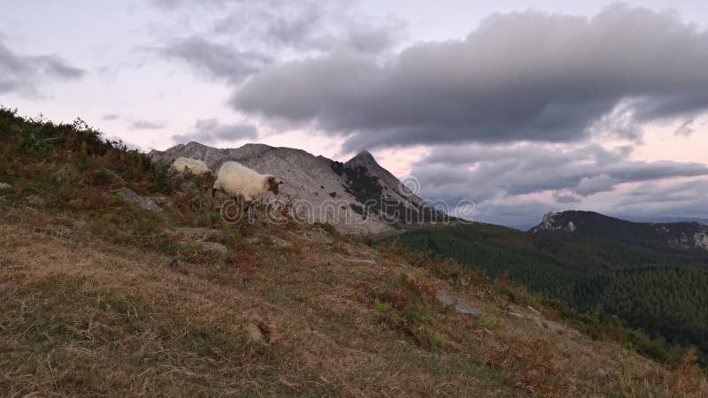 Várias ovelhas caminhando em frente à câmera