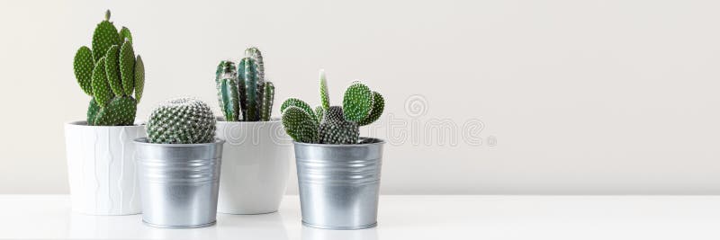 Várias plantas da casa do cacto em uns potenciômetros diferentes contra a parede branca Bandeira com espaço da cópia fotos de stock royalty free Várias plantas da casa do cacto em uns potenciômetros diferentes contra a parede branca Bandeira com espaço da cópia fotos de stock royalty free