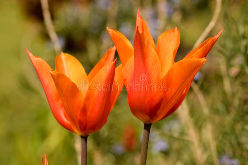 Véronique Sanson Tulips arkivfoto Véronique Sanson Tulips arkivfoto