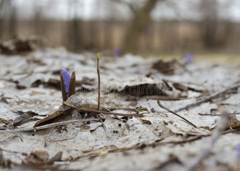 Väcka av skogen 2 för snödroppe på våren arkivfoto Väcka av skogen 2 för snödroppe på våren arkivfoto