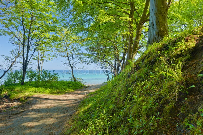 Väg till havet vid den gröna naturen för lövskoggräsplan royaltyfri foto Väg till havet vid den gröna naturen för lövskoggräsplan royaltyfri foto