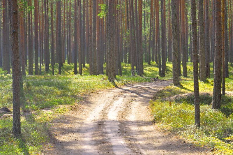 Vägen sörjer in trädskogen royaltyfri bild Vägen sörjer in trädskogen royaltyfri bild