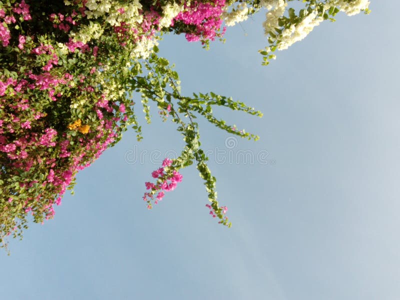 Väggblommor arkivfoto Väggblommor arkivfoto
