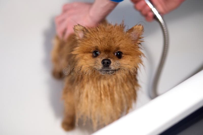 Väl ansad hund ansa Ansa av en pomeranian hund Roligt pomeranian i badet Hund som tar en dusch Hund på den vita backgrouen