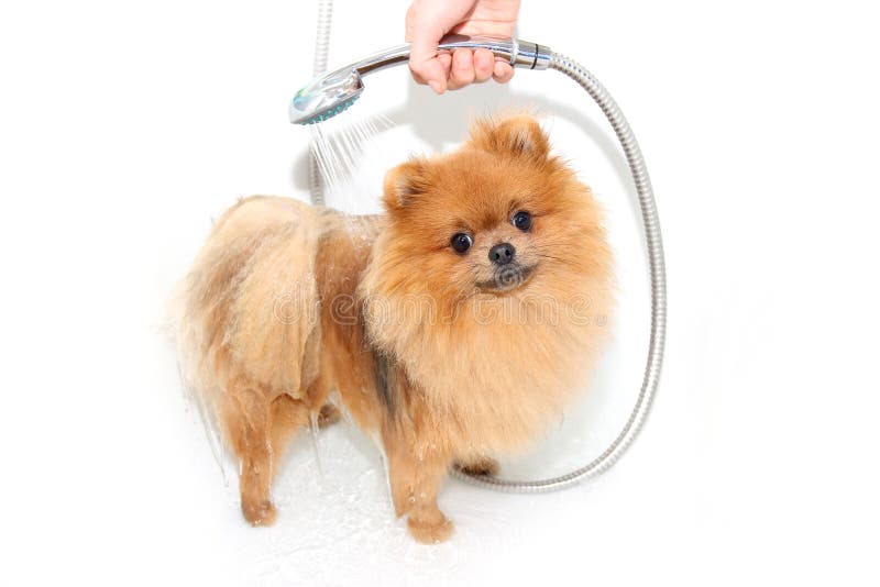 Väl ansad hund ansa Ansa av en pomeranian hund Roligt pomeranian i badet Hund som tar en dusch Hund på den vita backgrouen royaltyfria foton