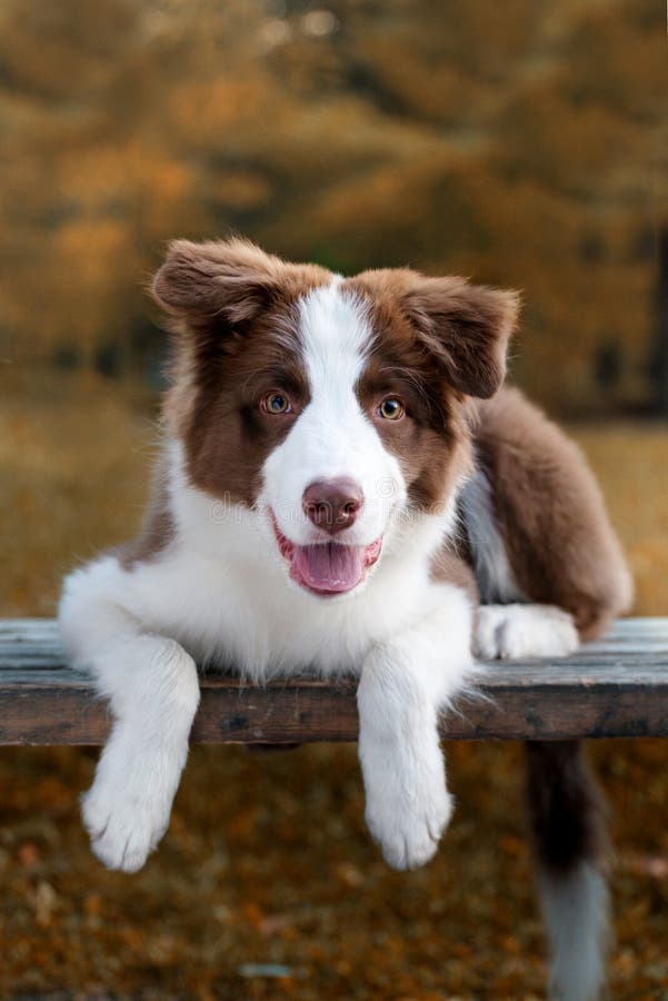 Välgörande kollisionsvalp som sitter på marken. fyra månader gammal fluffy puppy i parken. royaltyfri foto
