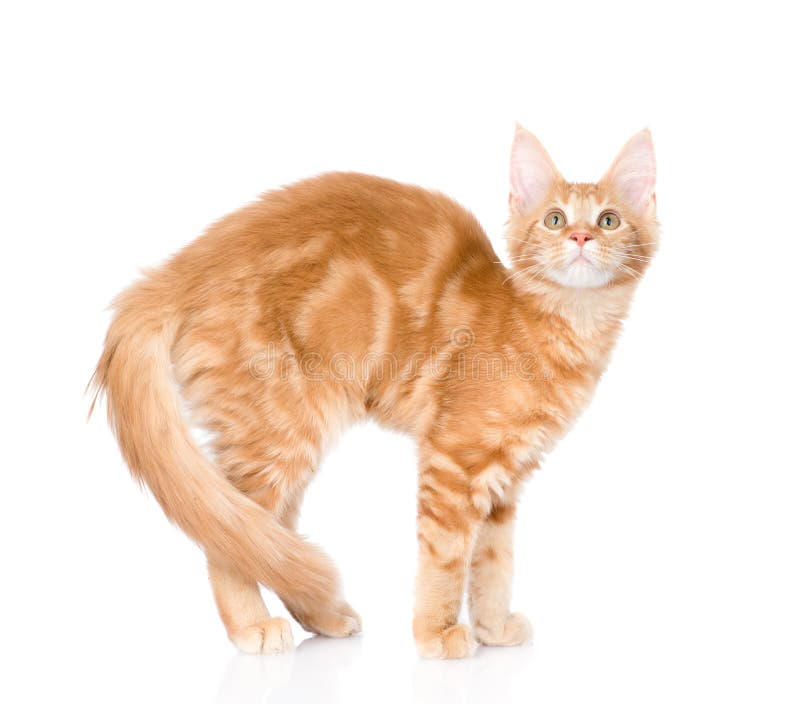 Välvt kattanseende i sidosikt bakgrund isolerad white fotografering för bildbyråer Välvt kattanseende i sidosikt bakgrund isolerad white fotografering för bildbyråer