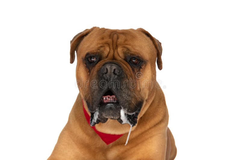 Precious bullmastiff puppy with red bandana around neck looking away and drooling while laying down on white background in studio. Precious bullmastiff puppy with red bandana around neck looking away and drooling while laying down on white background in studio