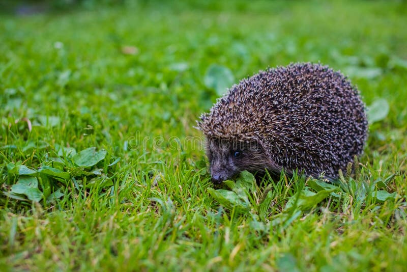 Västra europeisk igelkott, Erinaceuseuropaeus, på en grön äng Löst djur på grön gräsmatta royaltyfri foto Västra europeisk igelkott, Erinaceuseuropaeus, på en grön äng Löst djur på grön gräsmatta royaltyfri foto