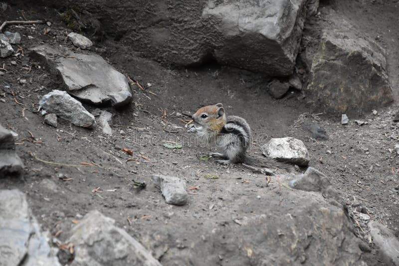 Västra jordekorre, den släkta tamiasen, Striatus, Sibiricus den lilla randiga gnagaren av familjsciuridaen, grundar i Nordamerika arkivfoton Västra jordekorre, den släkta tamiasen, Striatus, Sibiricus den lilla randiga gnagaren av familjsciuridaen, grundar i Nordamerika arkivfoton