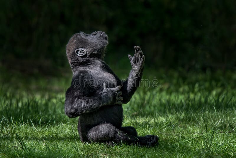 Västra lågland Gorilla Baby II arkivbilder Västra lågland Gorilla Baby II arkivbilder
