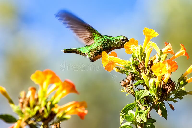 Västra smaragdkolibri som matar på blommor royaltyfri foto Västra smaragdkolibri som matar på blommor royaltyfri foto