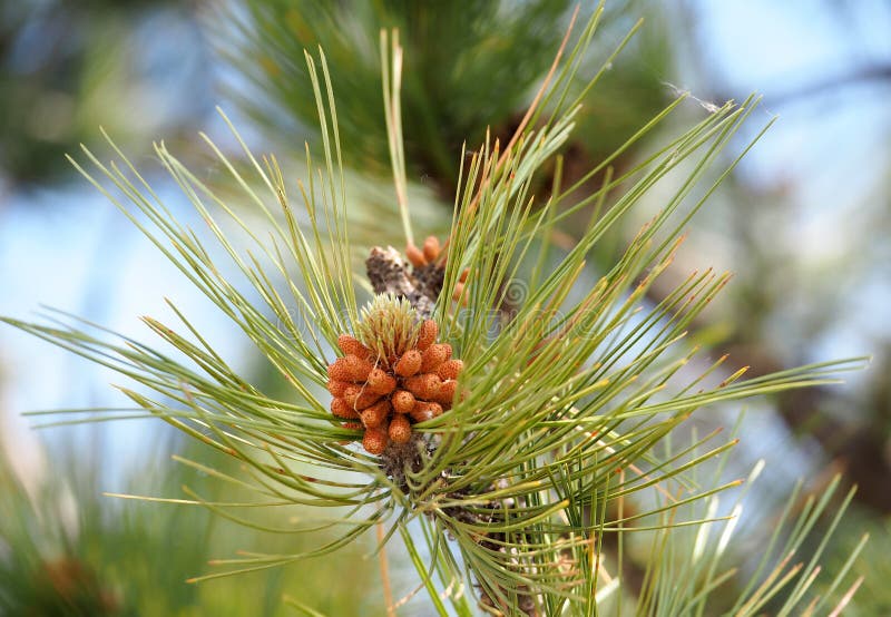 Västra White Pine eller Pinus Monticola royaltyfri bild Västra White Pine eller Pinus Monticola royaltyfri bild