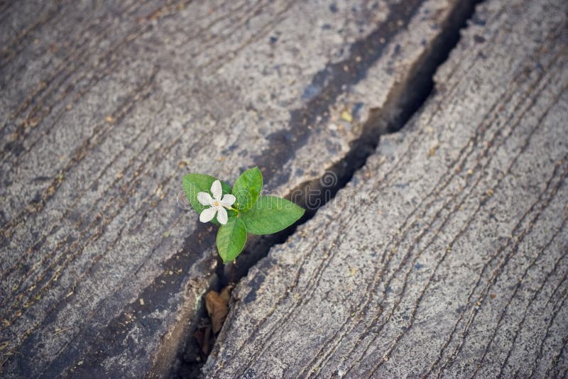 Växa för vit blomma på sprickagatan, mjuk fokus arkivbilder Växa för vit blomma på sprickagatan, mjuk fokus arkivbilder