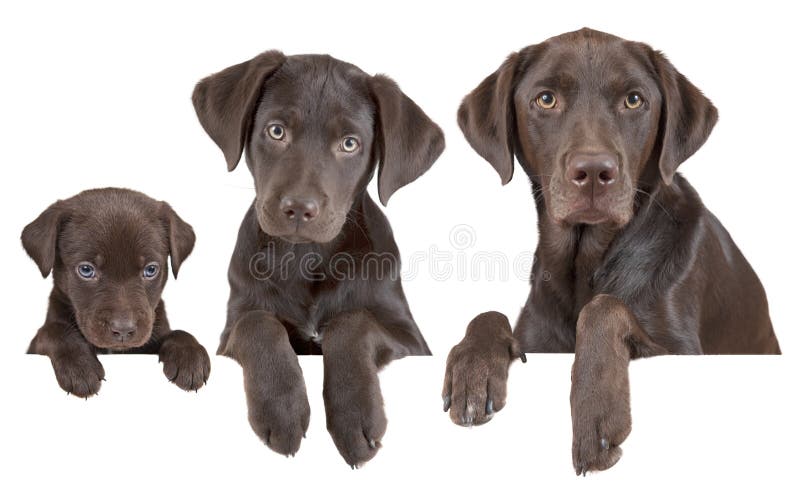 Växande etapper för hund arkivbild Växande etapper för hund arkivbild