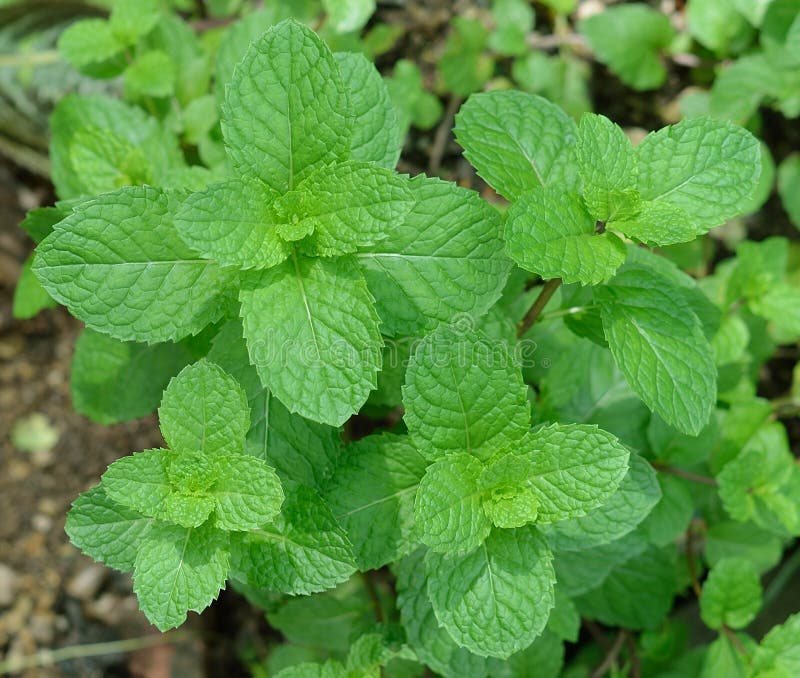 växande leavesmint fotografering för bildbyråer växande leavesmint fotografering för bildbyråer