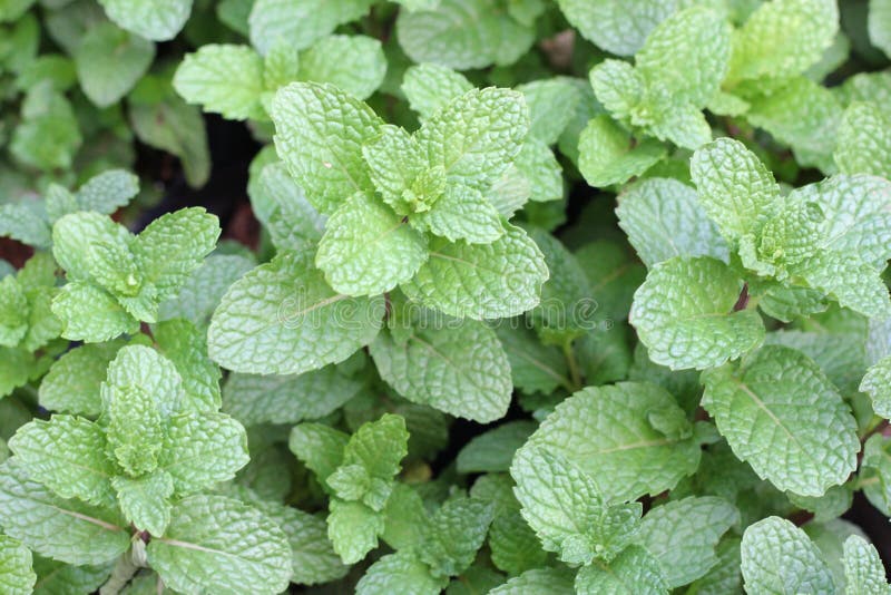 växande leavesmint royaltyfri fotografi växande leavesmint royaltyfri fotografi