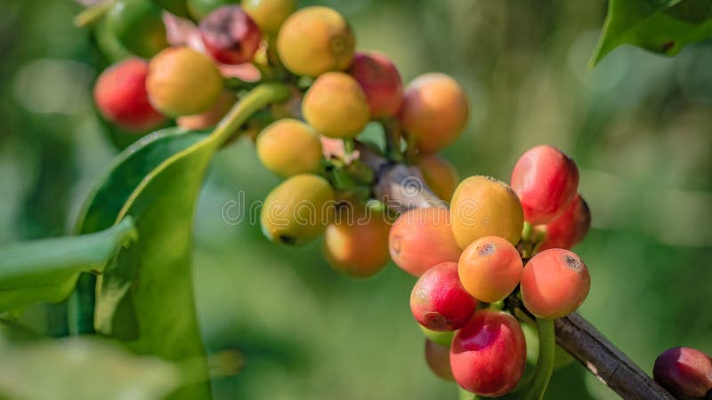 Växande nya röda Cherry Coffee Bean royaltyfria foton Växande nya röda Cherry Coffee Bean royaltyfria foton